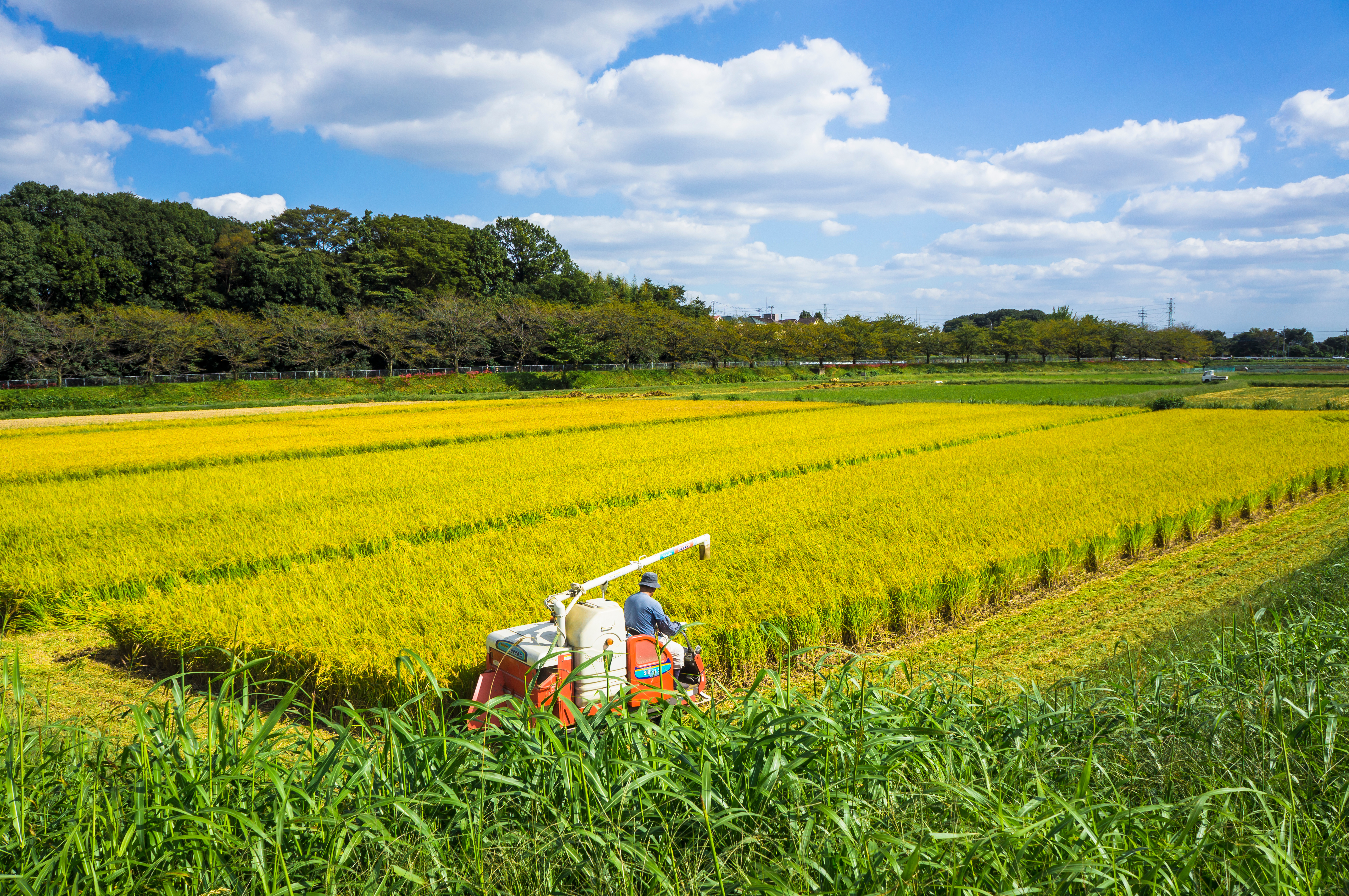 ケーキとドライフラワーの画像